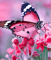 vlinder pink.png