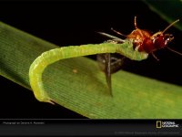 Green grappler caterpillar-termite.jpg