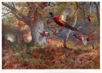 pheasants_through_the_oak_wood.jpg