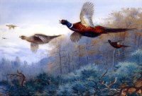 pheasants_in_flight.jpg