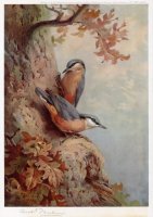 nuthatches.jpg