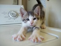 Cute-Kittens-Photos.jpg
