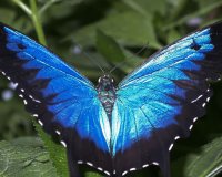 Papilio ulysses back.jpg