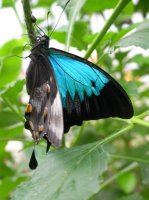 Papilio_ulysses.underside.400.jpg