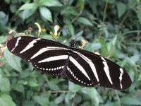 zebra-longwing-heliconius-charithonia-vazquezae-dorsal.jpg