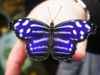 Myscelia_cyaniris_Blue-banded_Purplewing.jpg