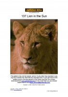 137 Lion in the sun 2-page-001.jpg