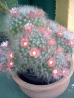 rózsaszin kaktusz.jpg