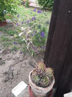 kaktusz 3.jpg