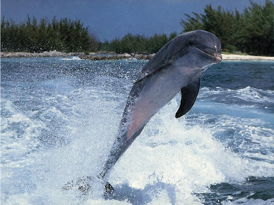Dolphin-001.jpg