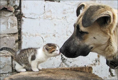 cat+and+dog+pic.jpg