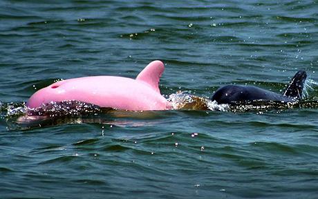 pinky-dauphin-rose.jpg