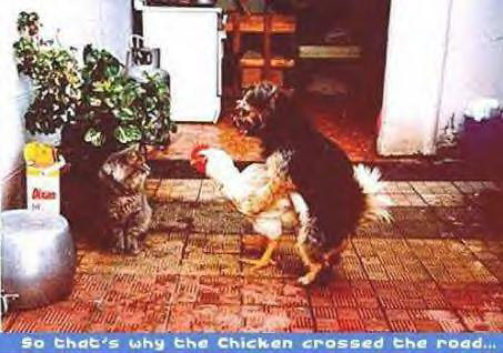 chickencrosstheroad.jpg
