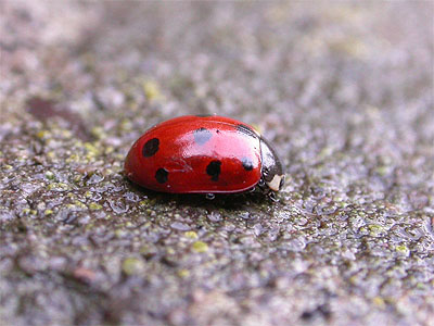 ladybird11spot02.jpg