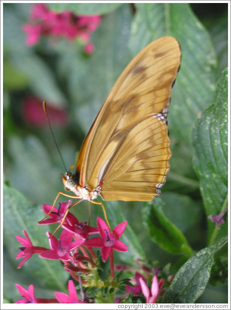 seattle-center-butterfly-yellow-medium.jpg