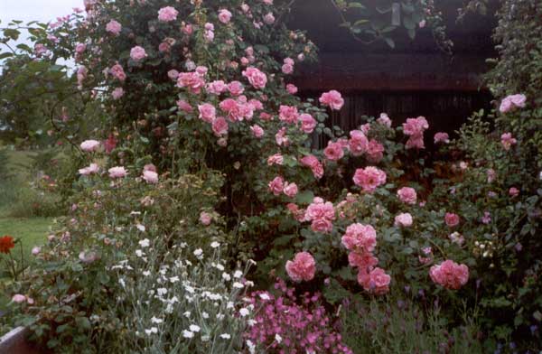 garden-shed-roses.jpg