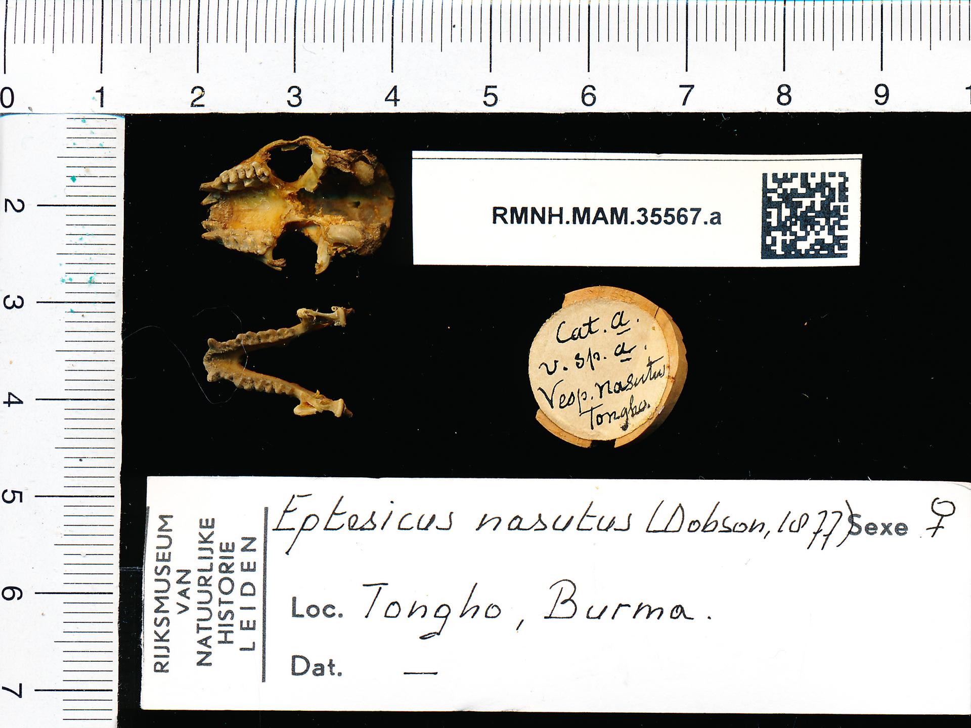 Naturalis_Biodiversity_Center_-_RMNH.MAM.35567.a_pal_-_Eptesicus_nasutus_-_skull.jpeg