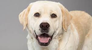labrador.jpeg