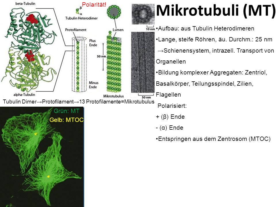 Mikrotubuli+(MT)+Polarität!+Aufbau-+aus+Tubulin+Heterodimeren.jpg