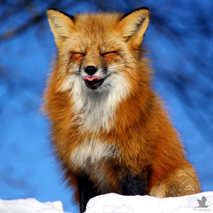 The-Beautiful-Red-Foxes-of-Prince-Edward-Island__880.jpg