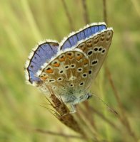 lysandra_bellargus.jpg