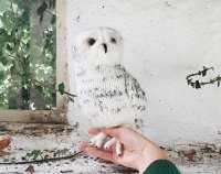 snowy owl.jpg