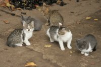 Mamámnál 055-cicák.jpg