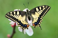 Papilio_machaon_by_Mantide.jpg