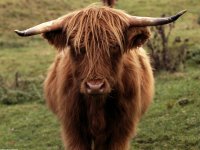 Highland Cow Scotland.jpg