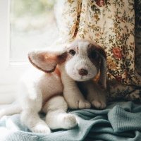 Beagle Puppy.jpg