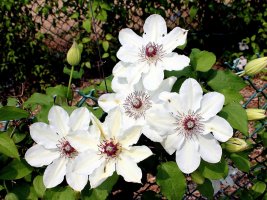 Some-white-clematis-flowers-fence_1920x1440.jpg