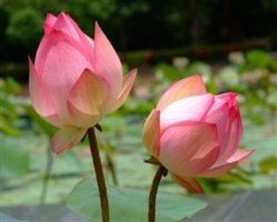 320-540396962-lotus-rare-flower-symbol-of-purity.jpg