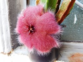 flower-red-flower-hairy-flower-cactus-thumb.jpg