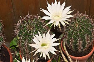 queen-of-the-night-cactus-cactus-flower-rare-flower-white-blossom.jpg