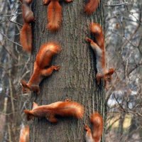 mint a mókus fenn a fán-.jpg