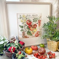 LBP-Etude aux fruits - Les Tomates.jpg