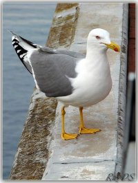 Seagull.jpg
