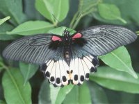 Papilio-memnon-1.jpg