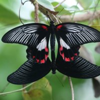Papilio+memnon+1.jpg