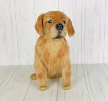 Golden_retriever.jpg