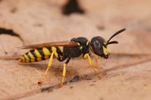 Méhfarkas (Philanthus triangulum).jpg