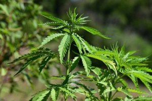 Kannabisz.jpg