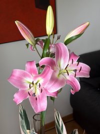 IMG_5406.jpg