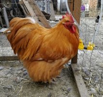 Orpington.jpg