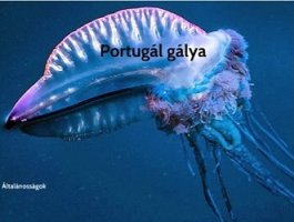 portugál gálya1.JPG