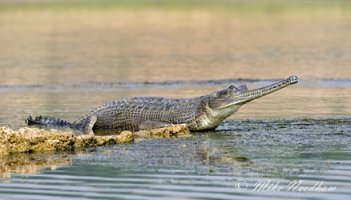 gangeszi-gavial.jpg