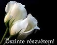 Őszinte részvétem!.jpg