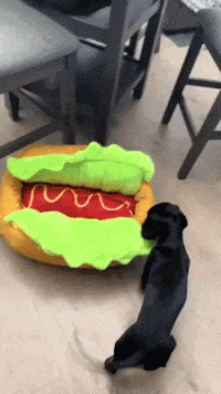4a763a6e21124f04258ff3d6c2a9dc17b088830286ae59ae0bf5284b48595fd9.gif