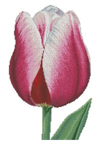 517 RedWhite Triumph Tulip-Thea Gouverneur.jpg