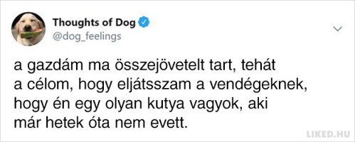 1712445725_525_20-jopofa-kutyagondolat-ami-garantaltan-minden-gazdinak-ismeros-lesz.jpg